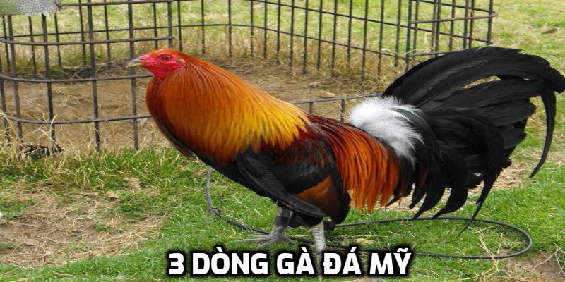 3 dòng gà đá Mỹ