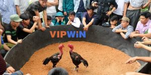 Đá gà nòi tại VIPWin