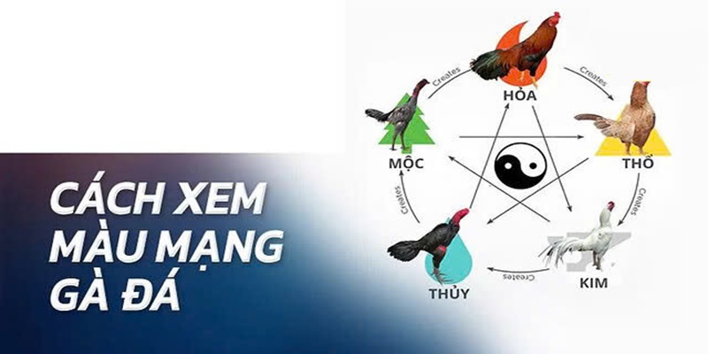 Cách xem màu mạng của gà đá hiệu quả cao