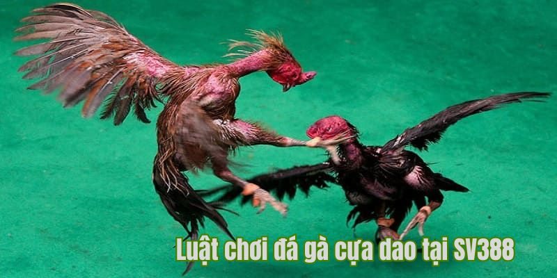 Nắm rõ luật chơi đấu gà cựa dao SV388