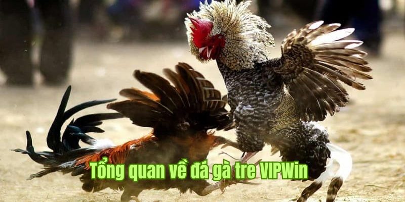 Giới thiệu sơ lược về đá gà tre tại VIPWin