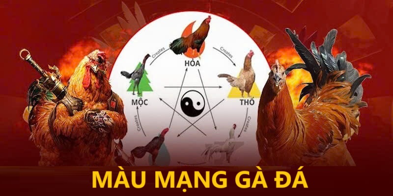 Cùng VIPWin tìm hiểu màu mạng gà đá