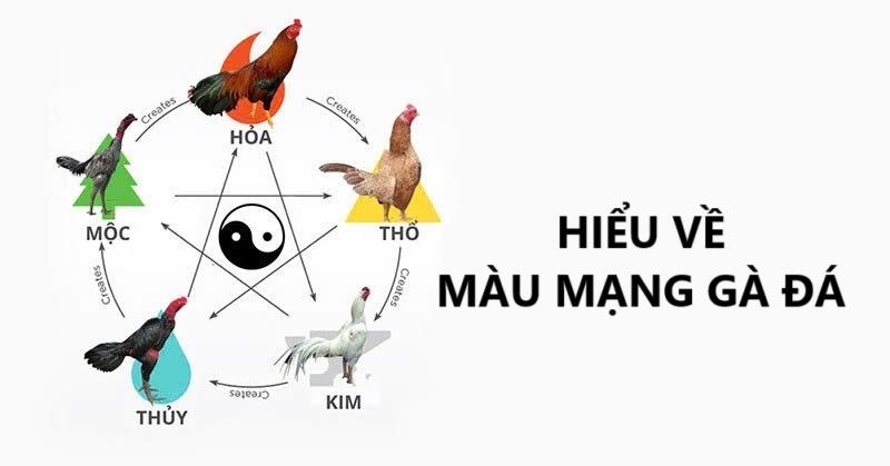 Tìm hiểu về màu mạng chiến kê