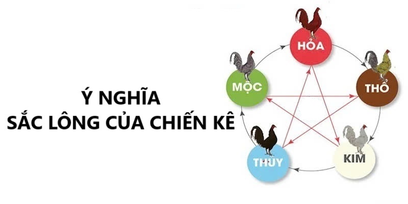 Ý nghĩa sắc lông của chiến kê